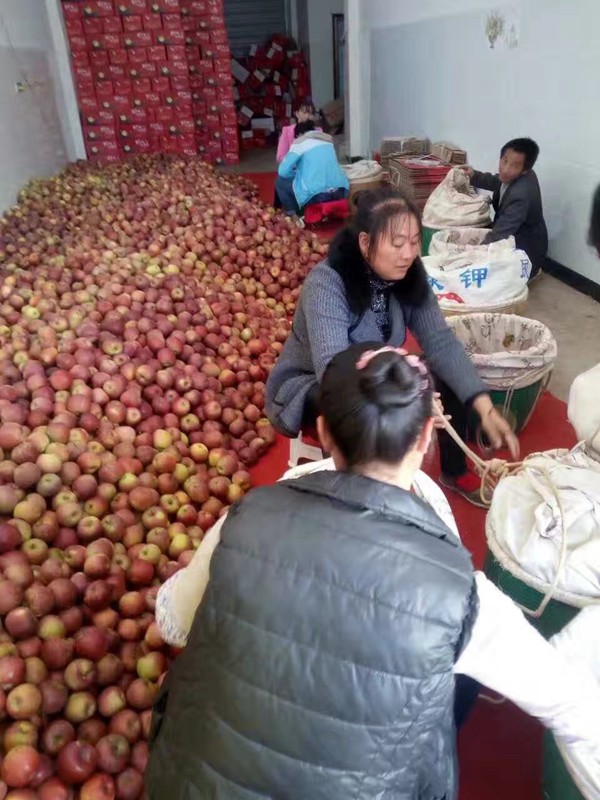 水果產(chǎn)品類(lèi)運(yùn)輸案例1