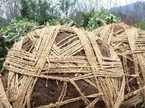 樹苗園林樹運(yùn)輸案例1