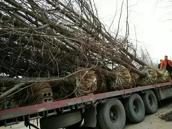 樹(shù)苗園林樹(shù)運(yùn)輸案例10