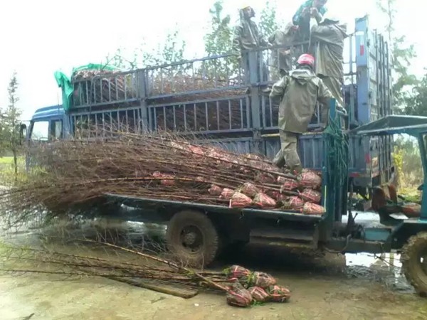 樹(shù)苗園林樹(shù)運(yùn)輸案例11