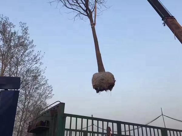 樹(shù)苗園林樹(shù)運(yùn)輸案例12