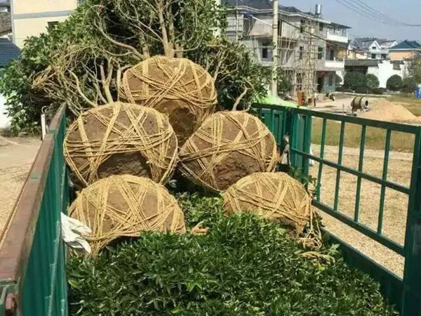 樹(shù)苗園林樹(shù)運(yùn)輸案例13