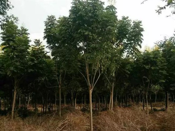 樹(shù)苗園林樹(shù)運(yùn)輸案例14