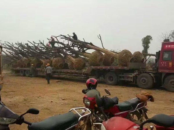 樹苗園林樹運(yùn)輸案例2