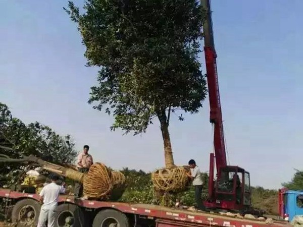 樹苗園林樹運(yùn)輸案例3