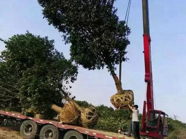 樹苗園林樹運(yùn)輸案例4