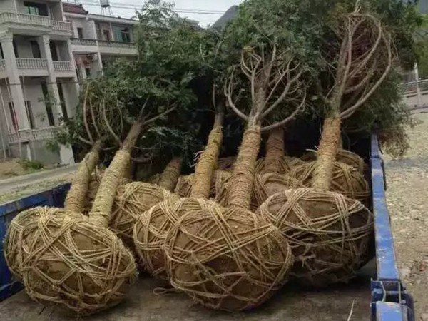 樹苗園林樹運(yùn)輸案例5