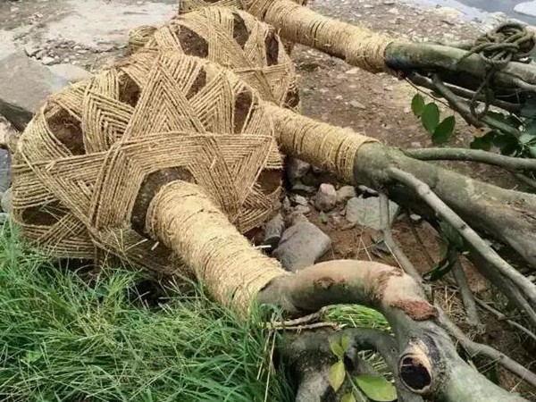 樹苗園林樹運(yùn)輸案例6