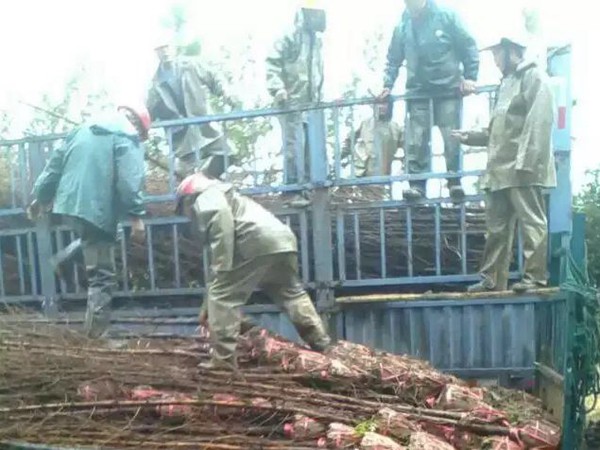 樹(shù)苗園林樹(shù)運(yùn)輸案例7