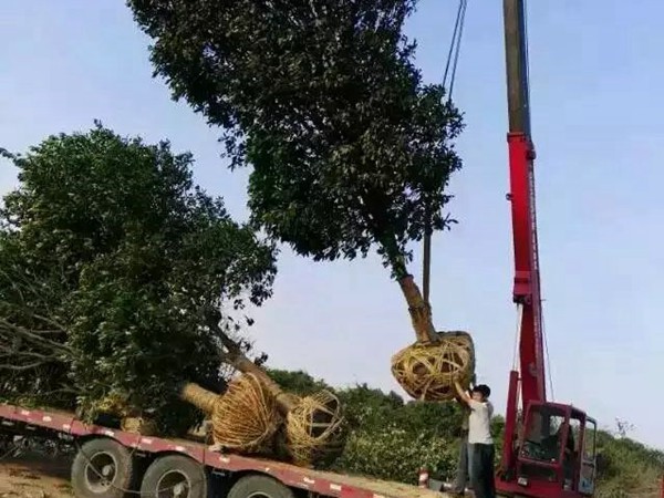 樹(shù)苗園林樹(shù)運(yùn)輸案例8