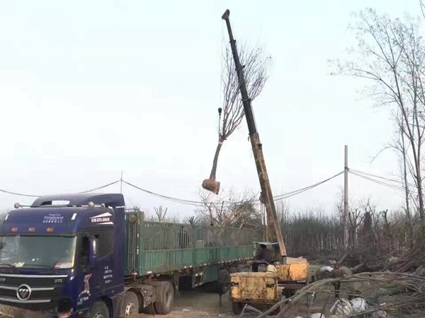 樹(shù)苗園林樹(shù)運(yùn)輸案例9